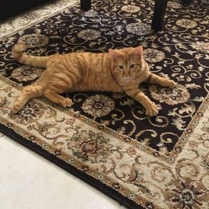 Meet your Posher, Ekaterina